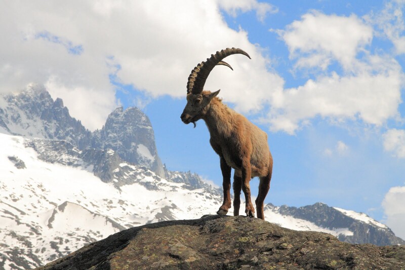 ibex