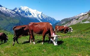 Vaches d'Abondance, alpage de Balme