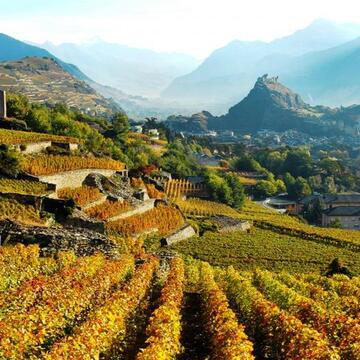 Martigny - vignobles