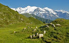 moutons et alpage de pormenaz